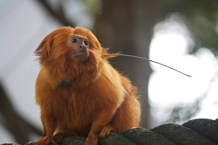 tamarin in bergen county zoo new jersey